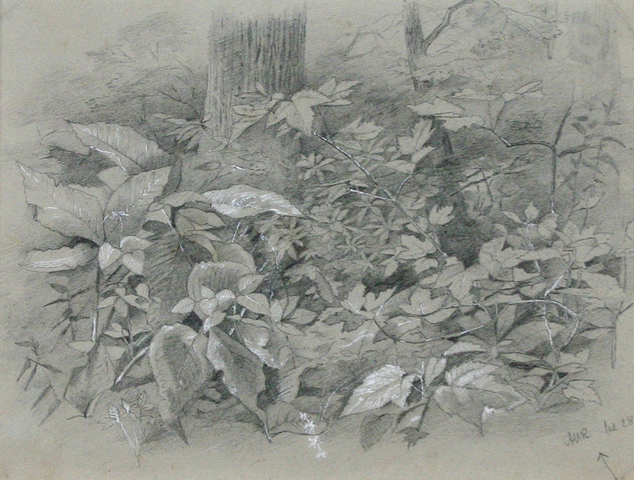 Anna Mary Richards Brewster, Plant Study