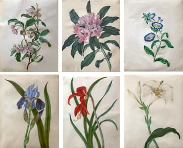 Philippa Crabtree, Bearded Iris, Easter Lily, Rhododendron, Aztec Lily, Sweet Pea, and Apple Blossom, late 1700s