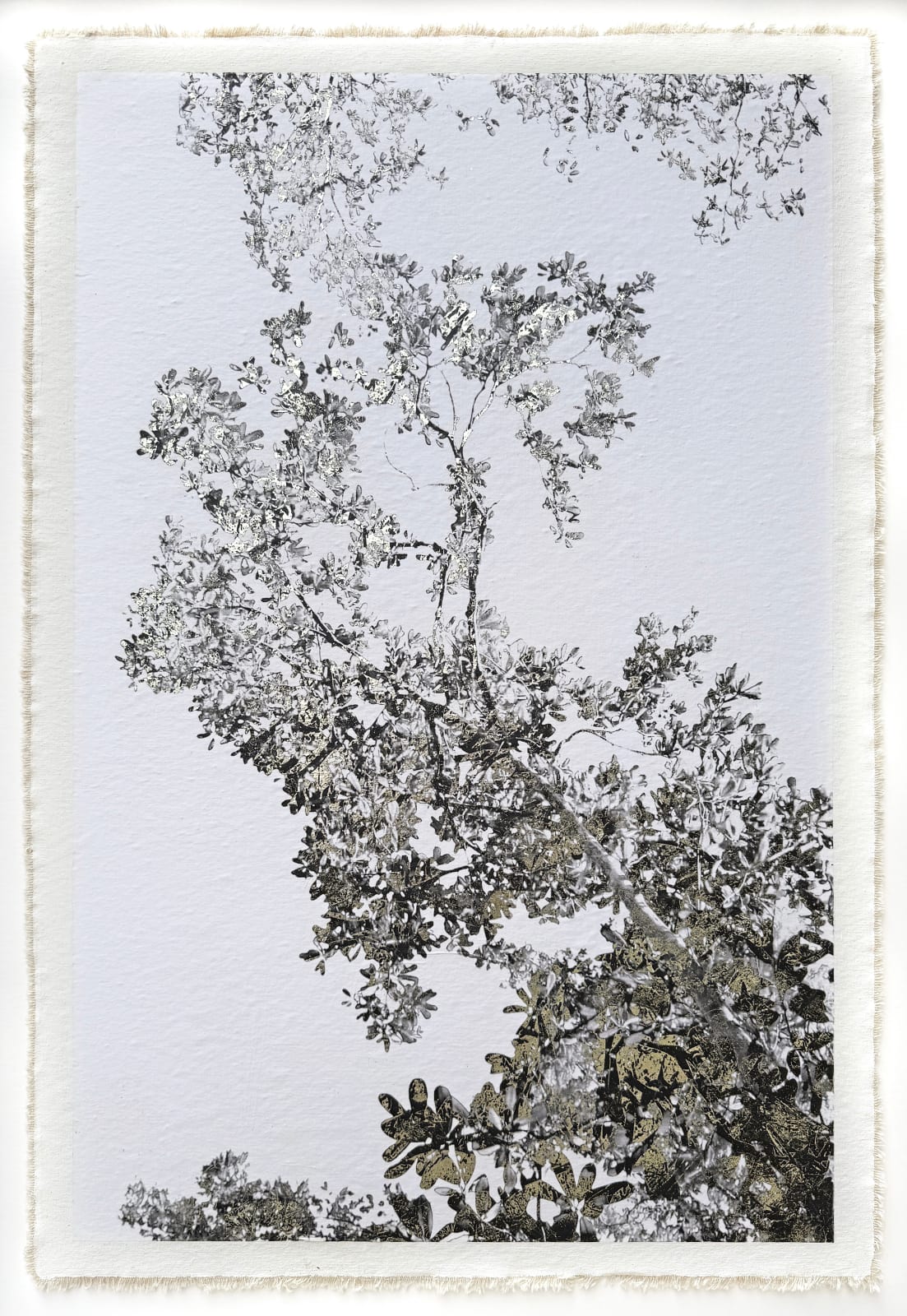 Bill Claps, Jungle Canopy VI, 2023