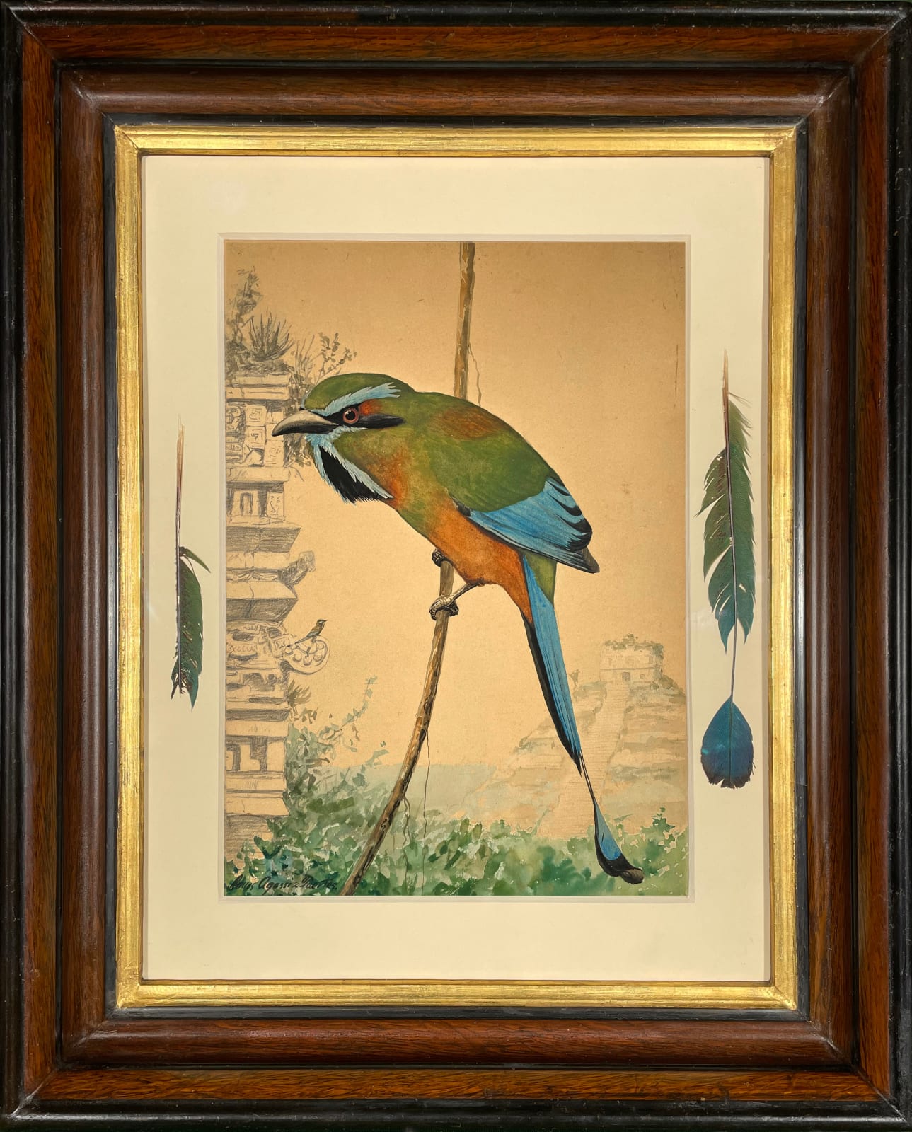 Louis Agassiz Fuertes, Turquoise-browed Motmot