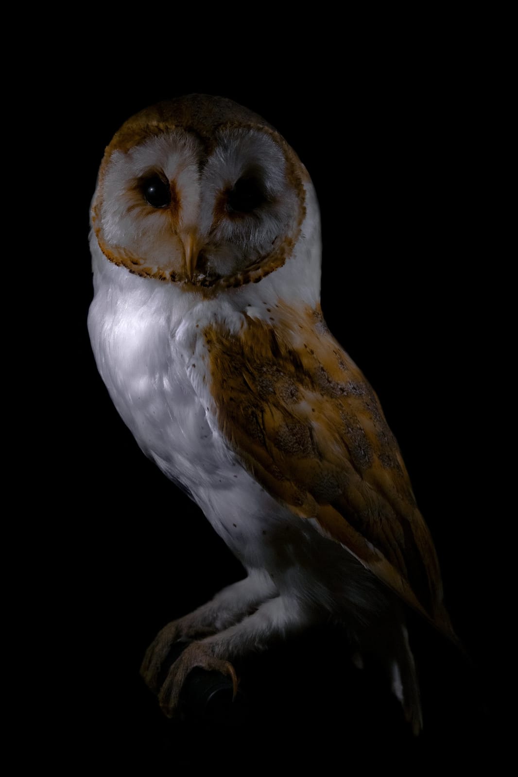 Lucas Lenci, Oiseau 65, 2015 - 2019