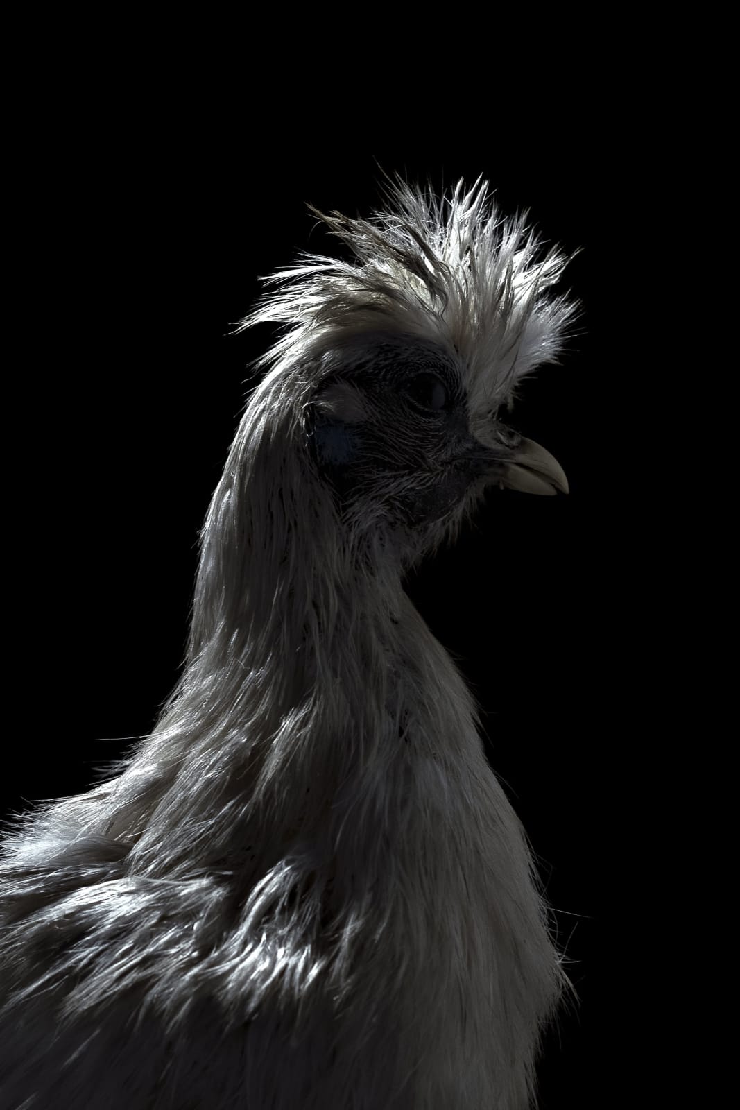 Lucas Lenci, Oiseau 23, 2015 - 2019