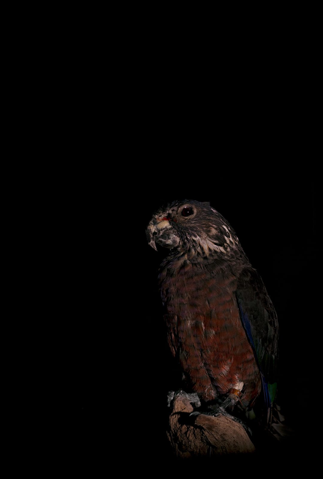 Lucas Lenci, Oiseau 13, 2015 - 2019
