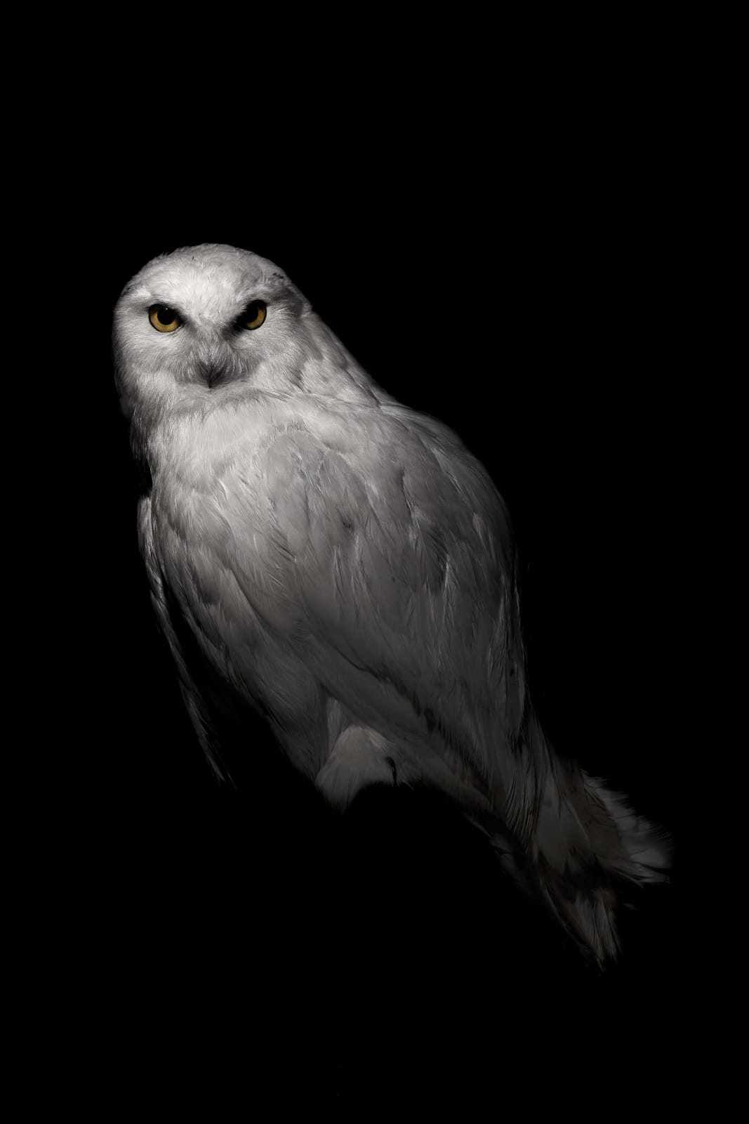 Lucas Lenci, Oiseau 97, 2015 - 2019