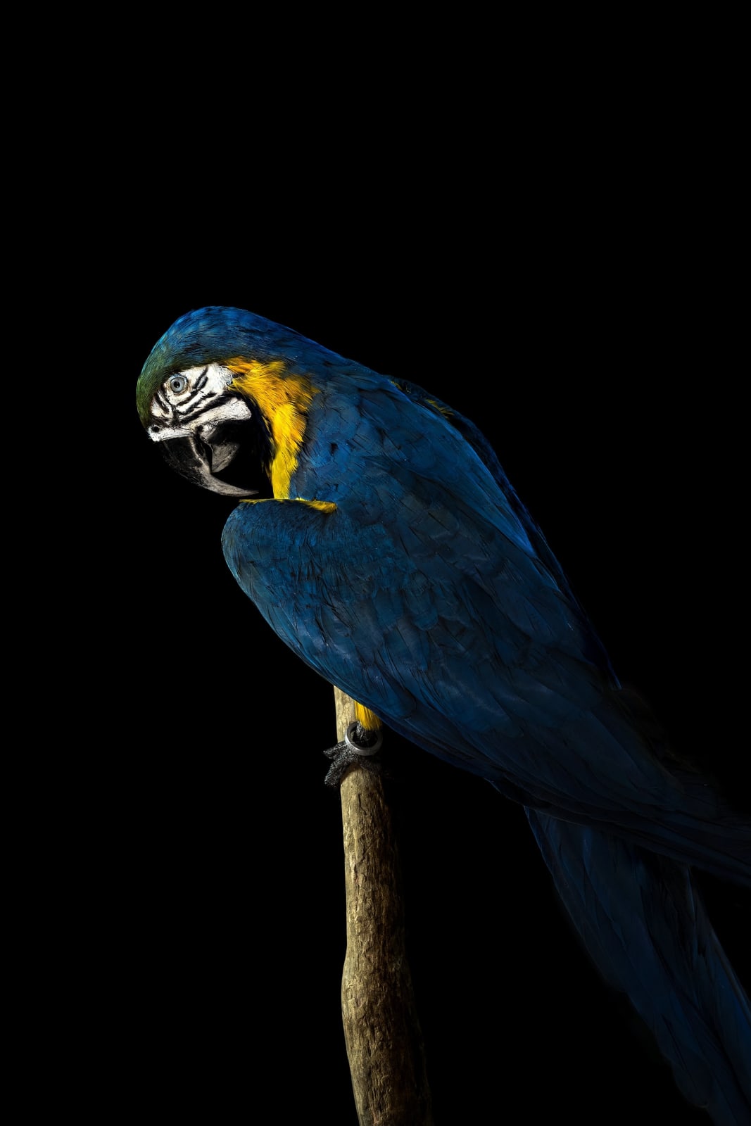 Lucas Lenci, Oiseau 38, 2015 - 2019