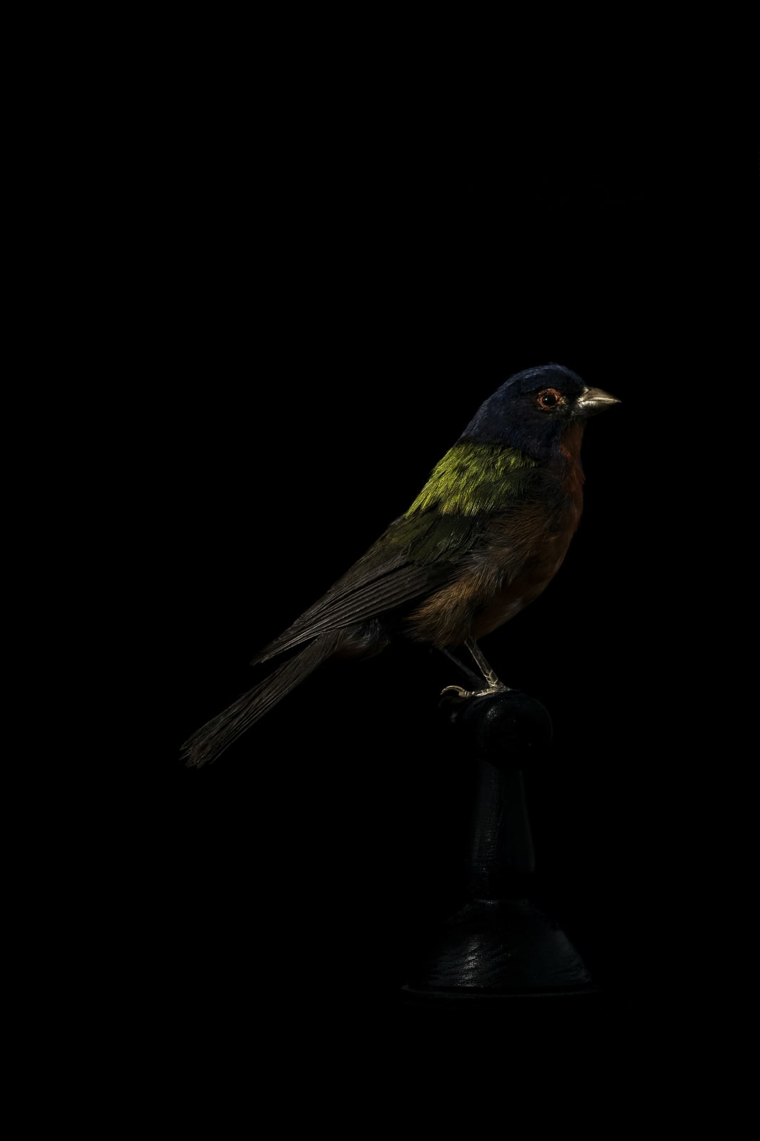 Lucas Lenci, Oiseau 52, 2015 - 2019