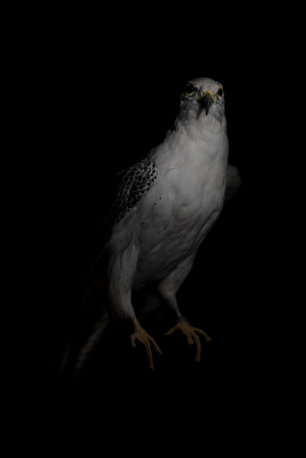 Lucas Lenci, Oiseau 99, 2015 - 2019