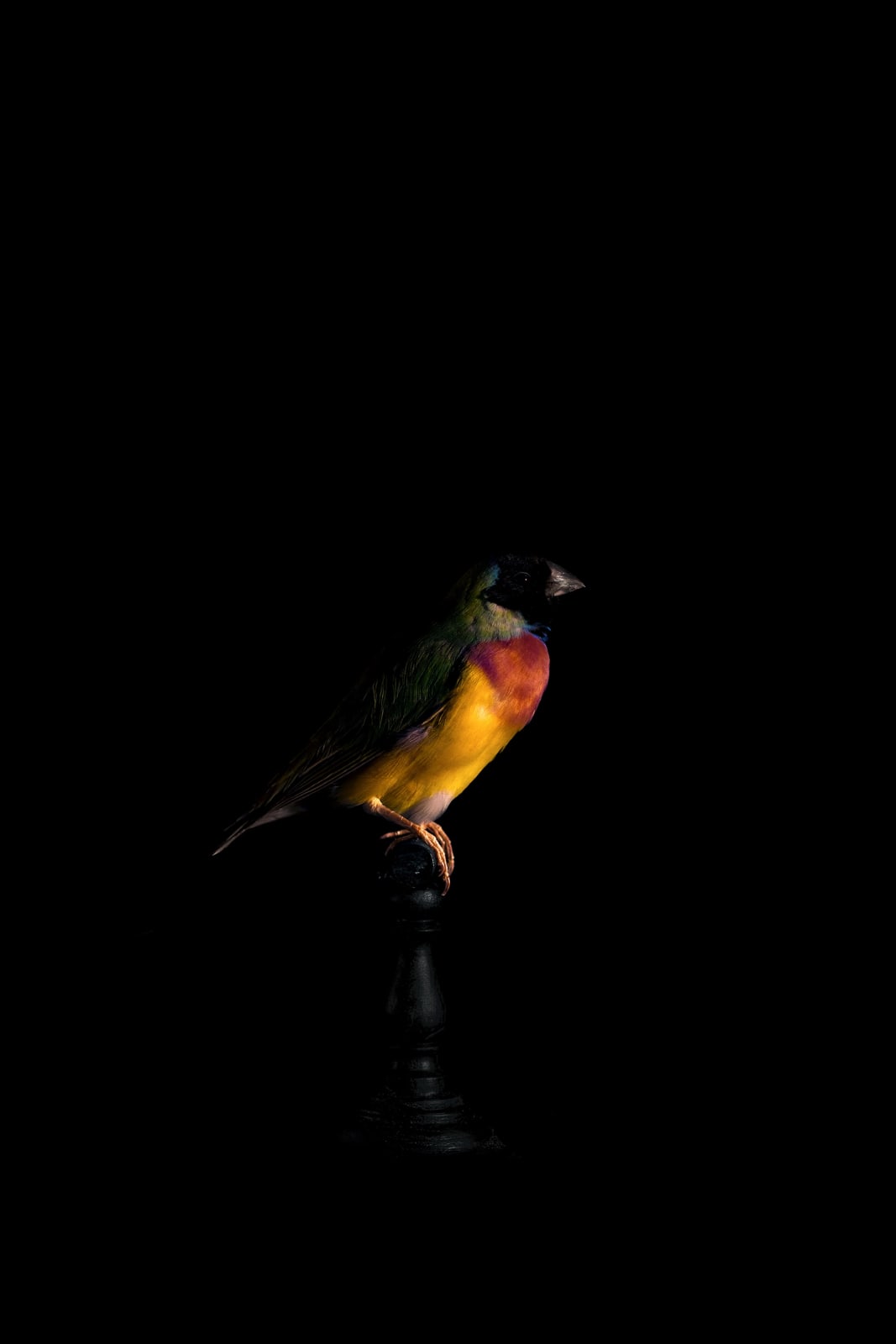 Lucas Lenci, Oiseau 10, 2015 - 2019