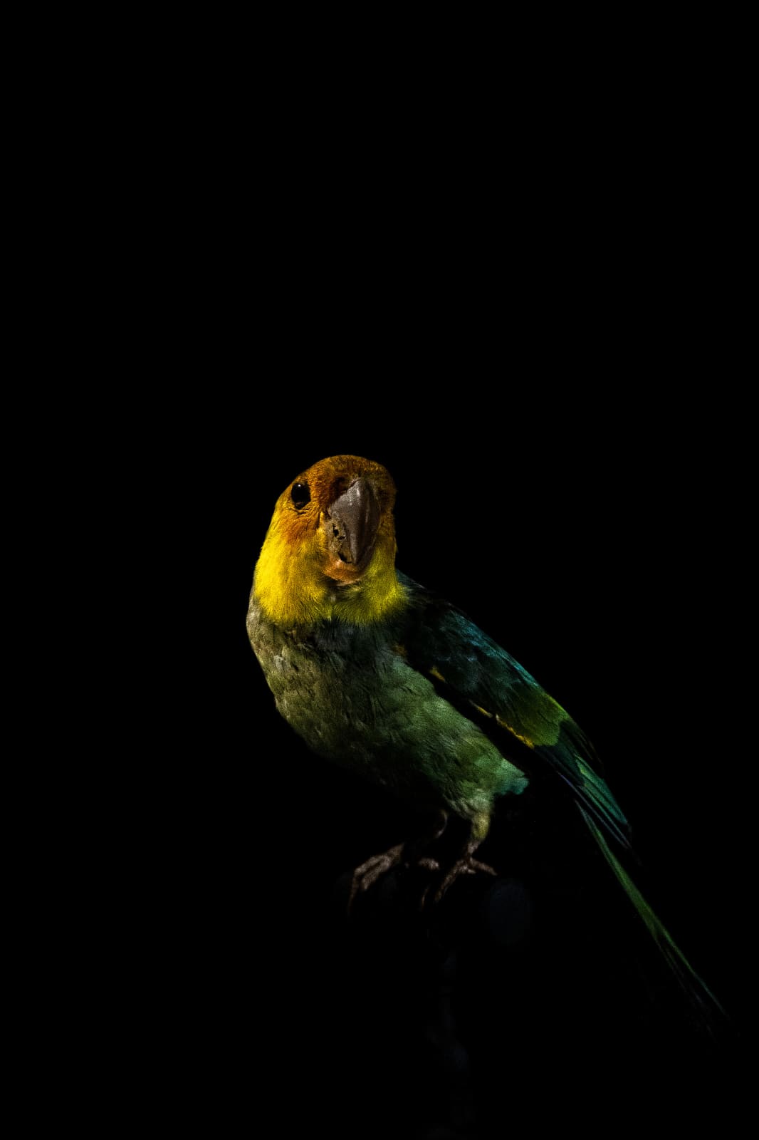 Lucas Lenci, Oiseau 61, 2015 - 2019