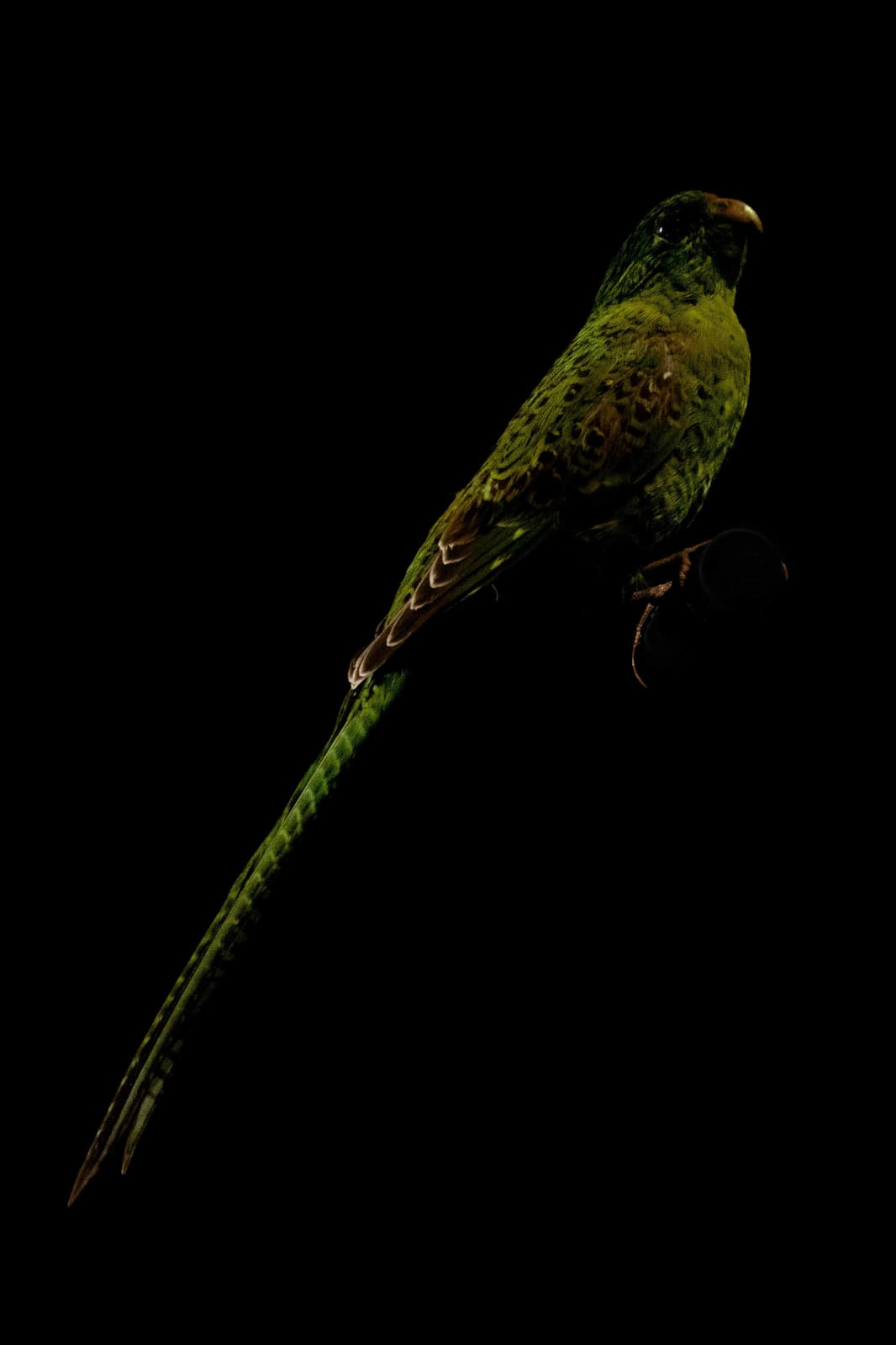 Lucas Lenci, Oiseau 74, 2015 - 2019