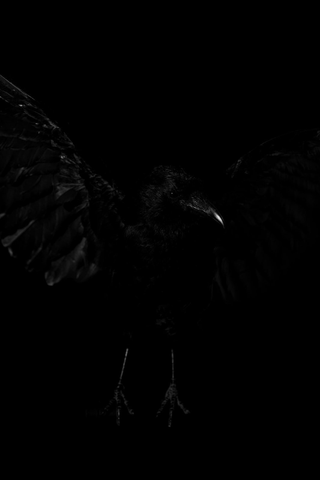 Lucas Lenci, Oiseau 5, 2015 - 2019