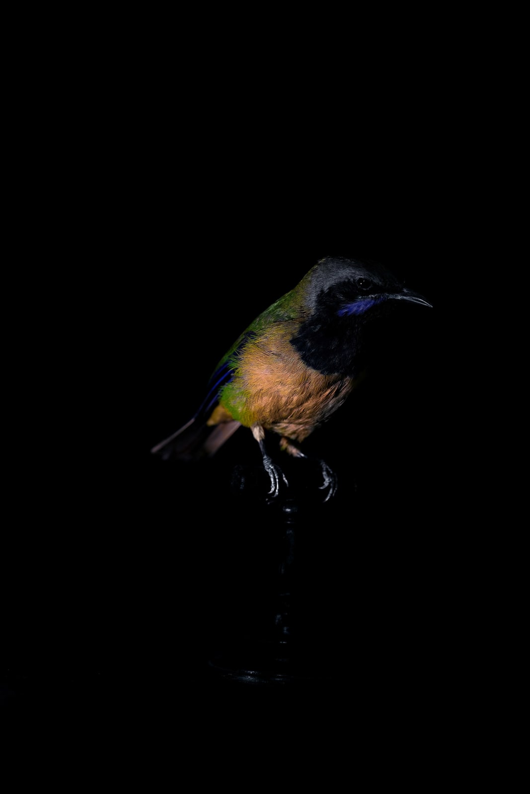 Lucas Lenci, Oiseau 86, 2015 - 2019