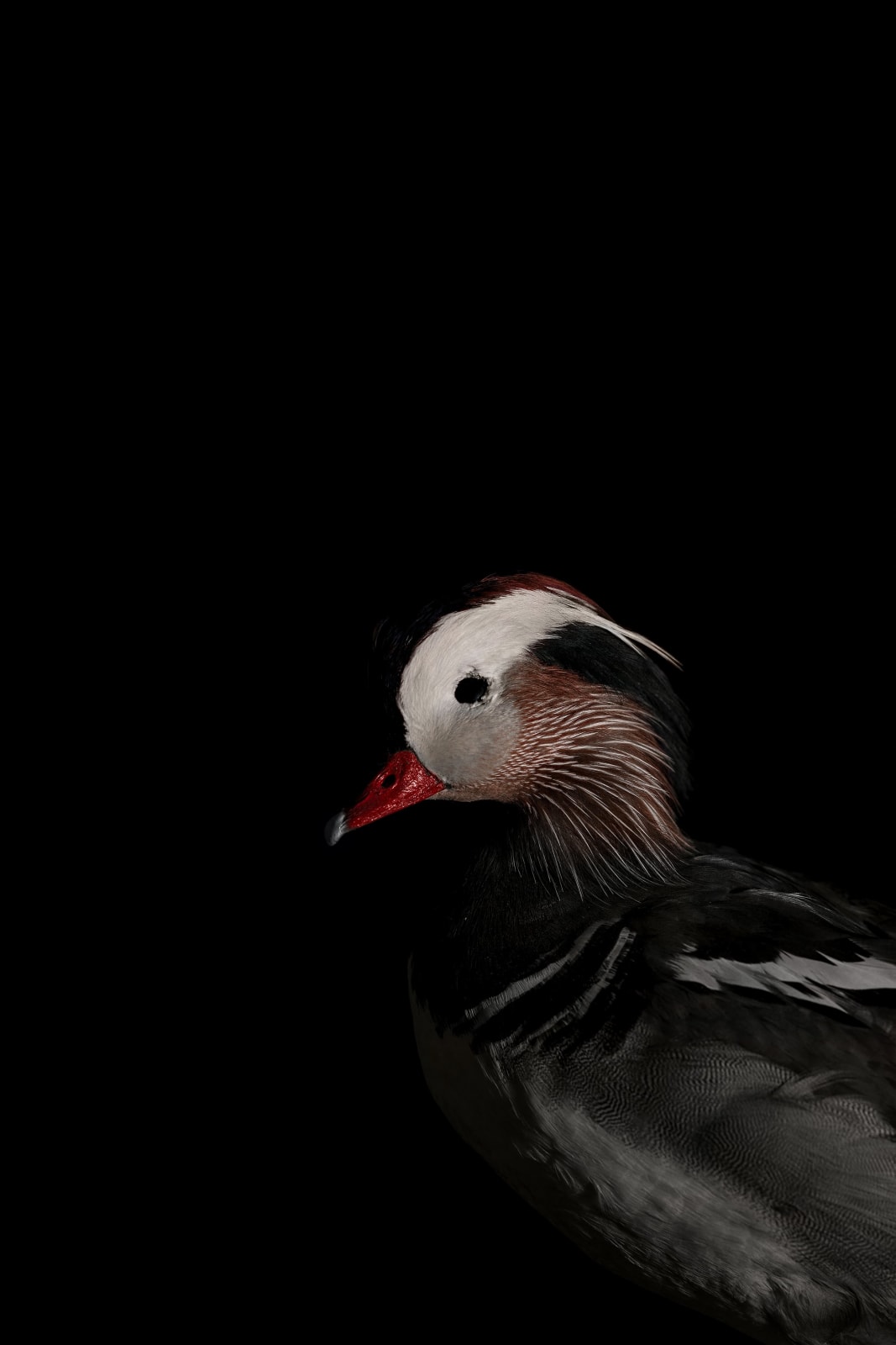 Lucas Lenci, Oiseau 103, 2015 - 2019