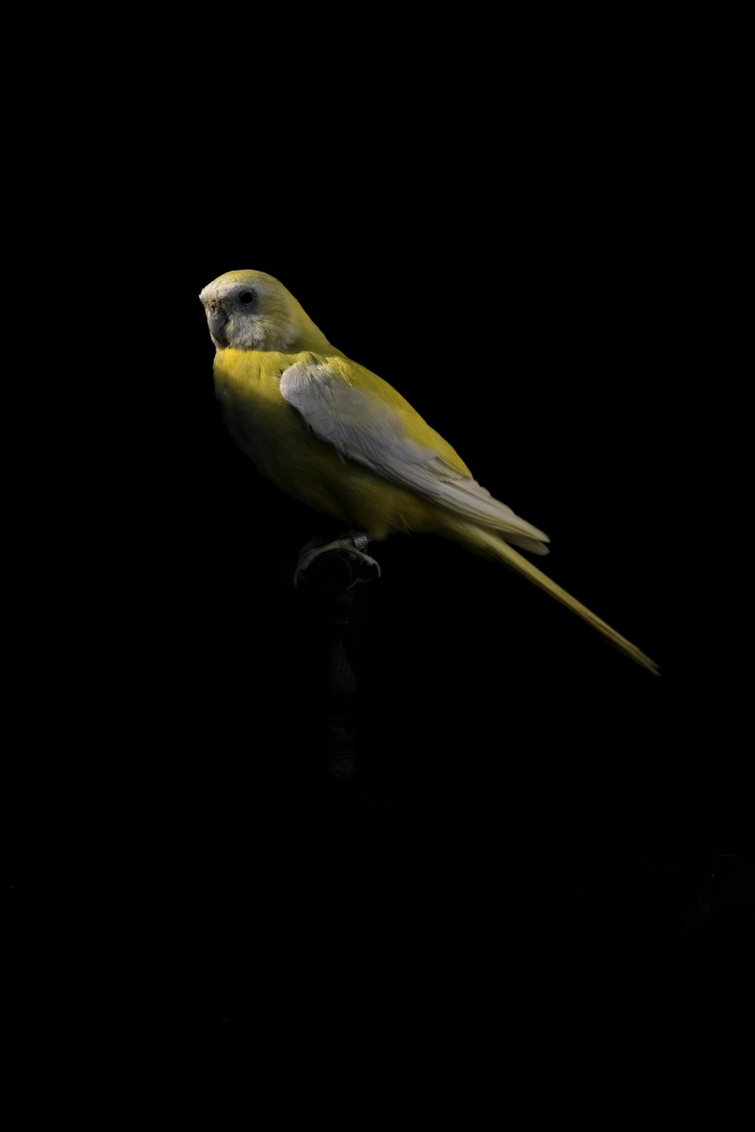 Lucas Lenci, Oiseau 22, 2015 - 2019