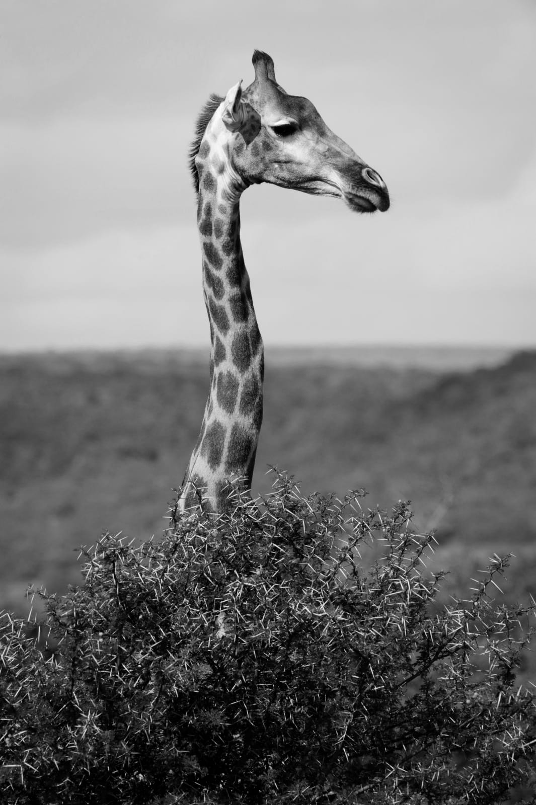 Luciano Candisani, Girafa, 2010