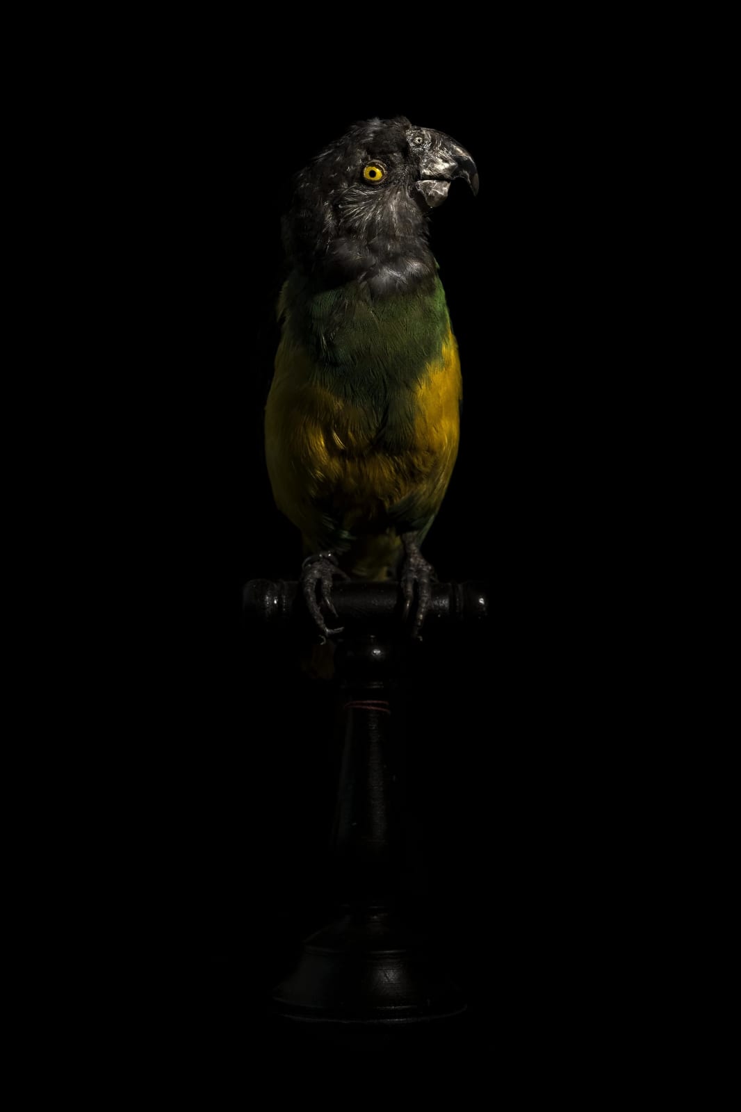 Lucas Lenci, Oiseau 47, 2015 - 2019