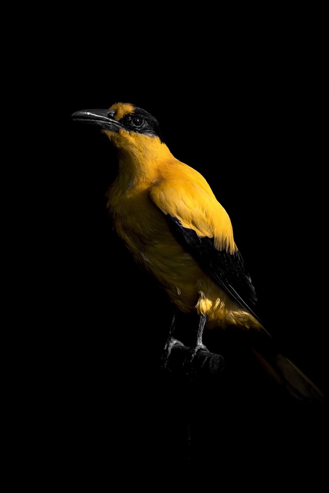 Lucas Lenci, Oiseau 84, 2015 - 2019