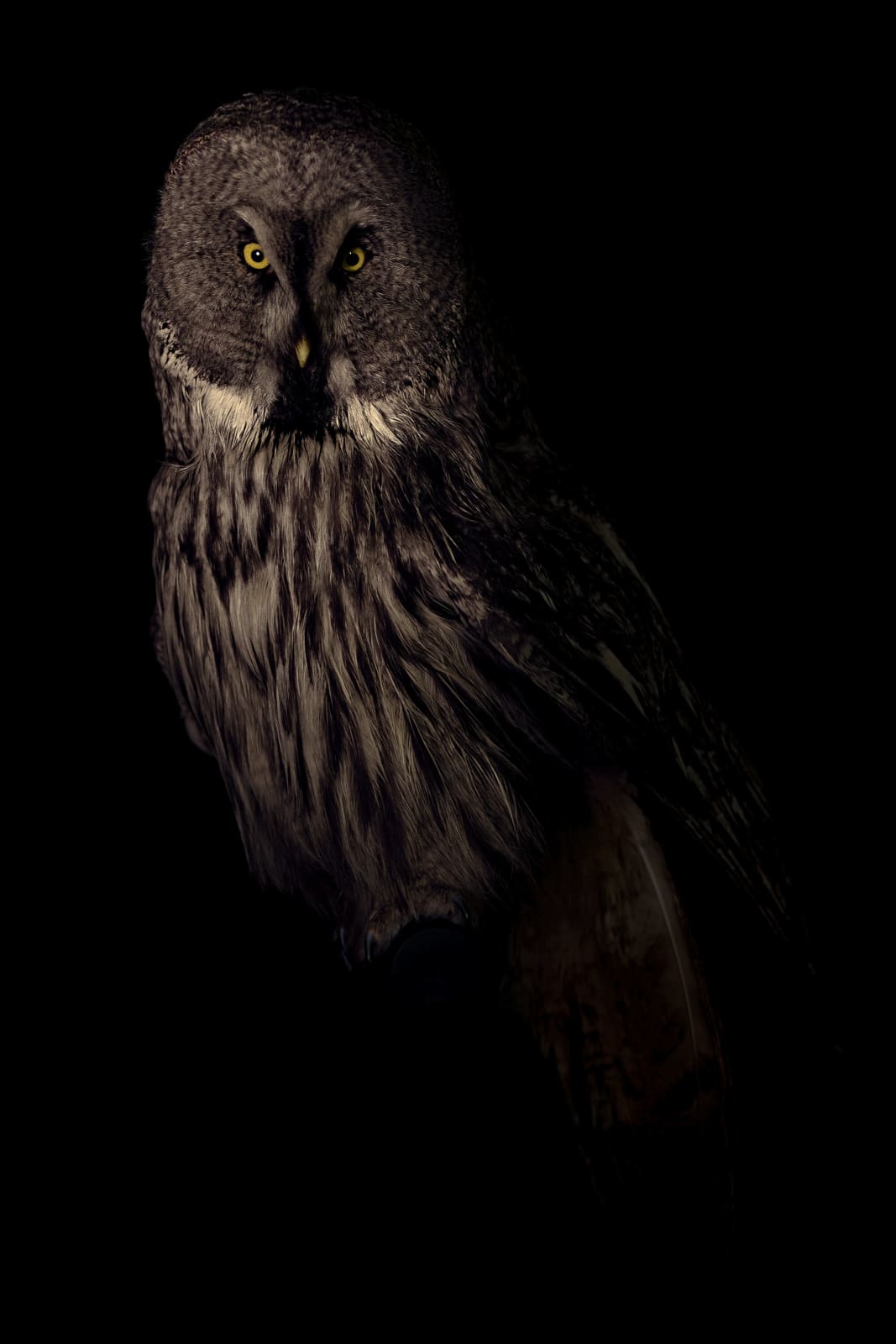 Lucas Lenci, Oiseau 96, 2015 - 2019