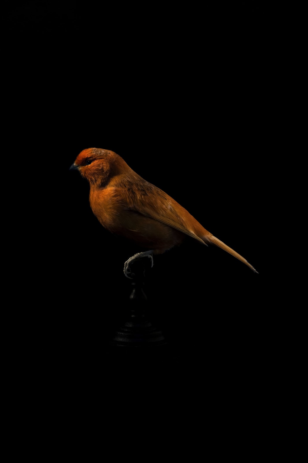 Lucas Lenci, Oiseau 41, 2015 - 2019