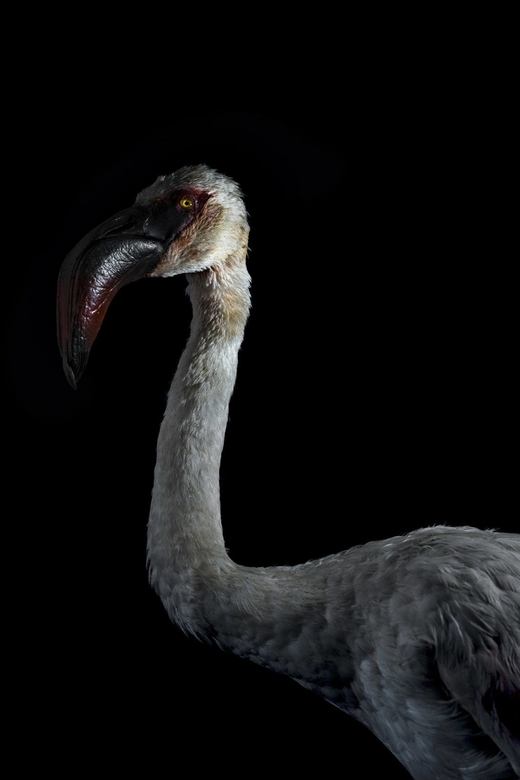Lucas Lenci, Oiseau 44, 2015 - 2019