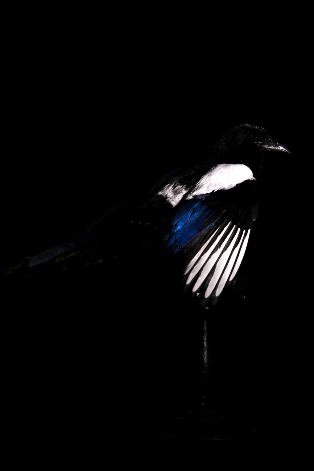 Lucas Lenci, Oiseau 20, 2015 - 2019