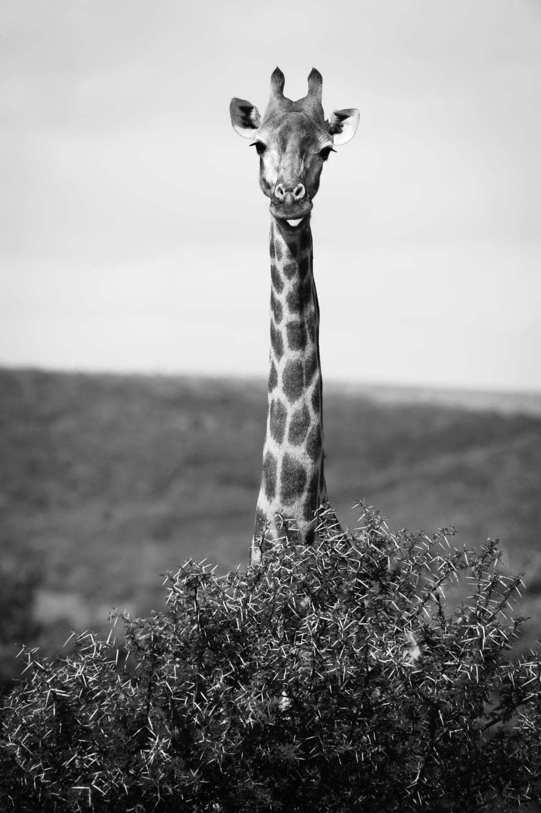 Luciano Candisani, Girafa, África do Sul, 2010