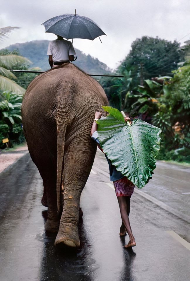 Steve McCurry, Young Man Walks Behind Elephant, Srilanka, 1995