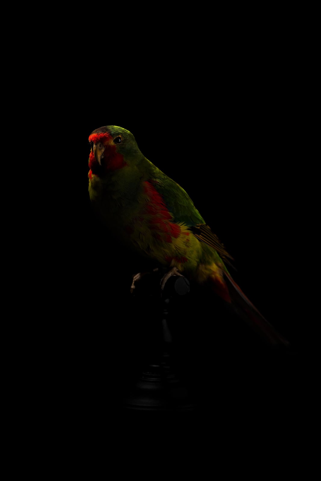 Lucas Lenci, Oiseau 16, 2015 - 2019