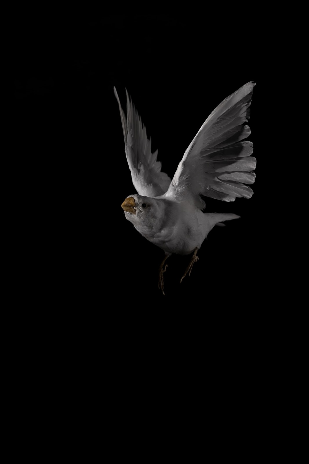 Lucas Lenci, Oiseau 57, 2015 - 2019