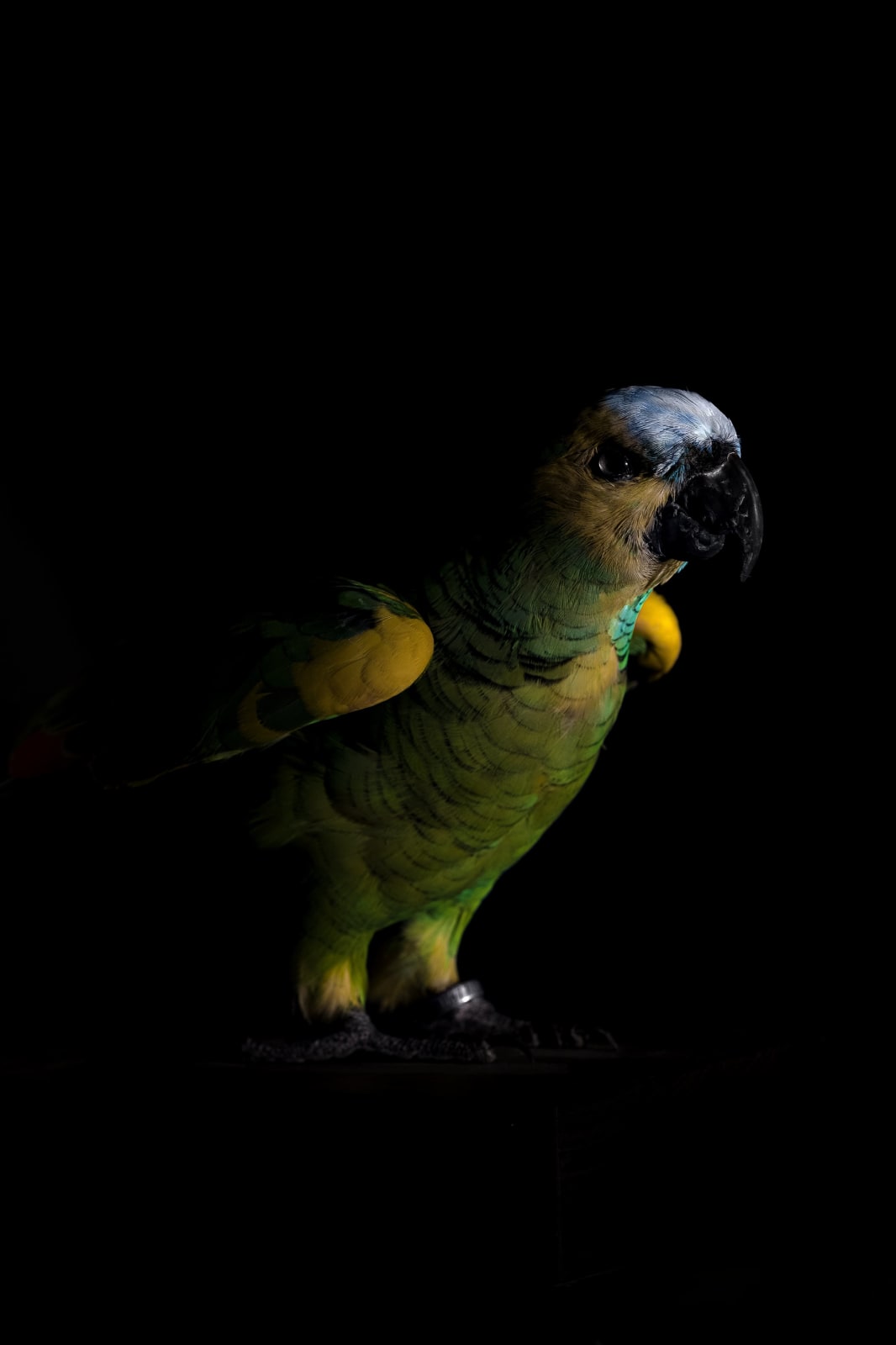 Lucas Lenci, Oiseau 66, 2015 - 2019