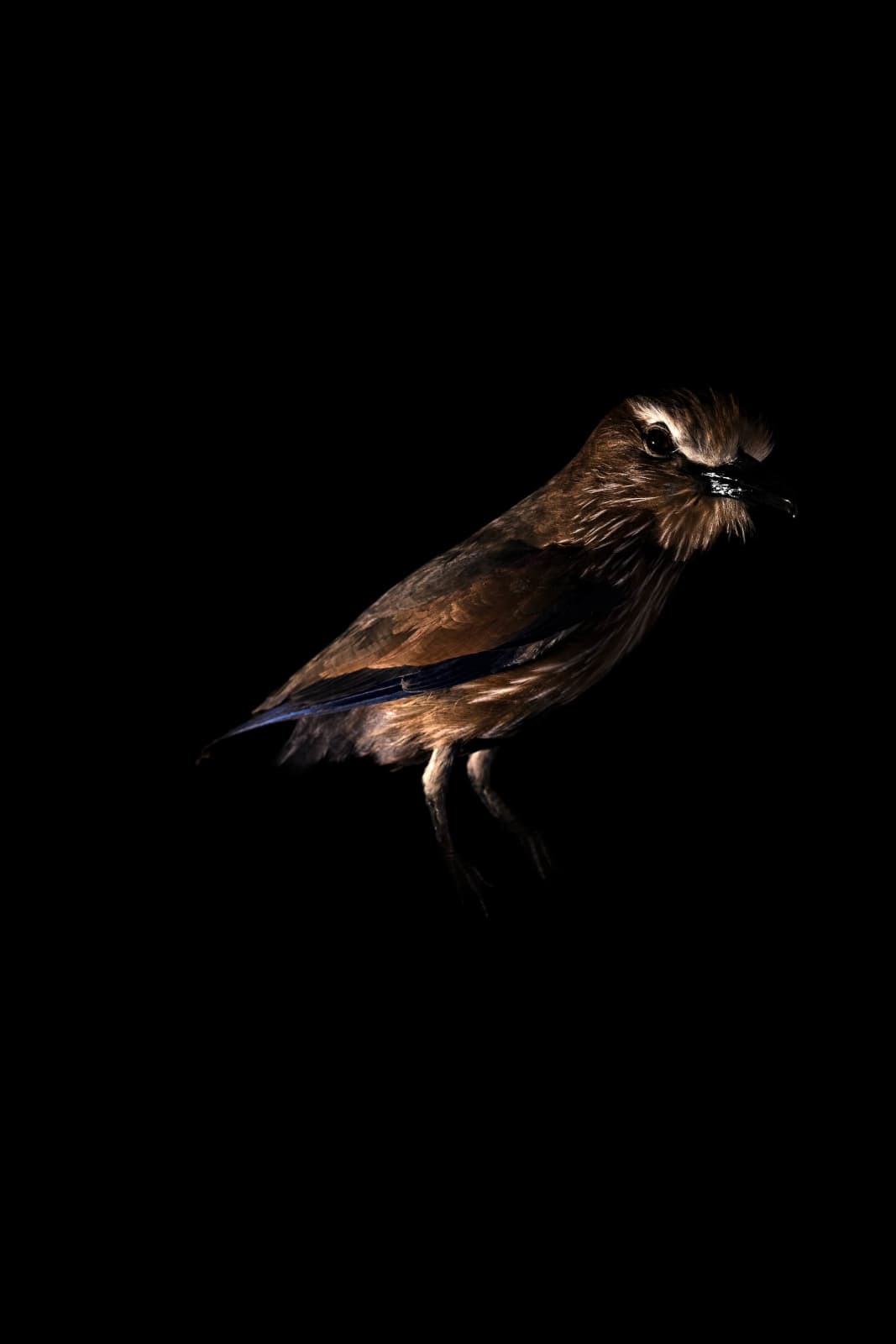 Lucas Lenci, Oiseau 29, 2015 - 2019
