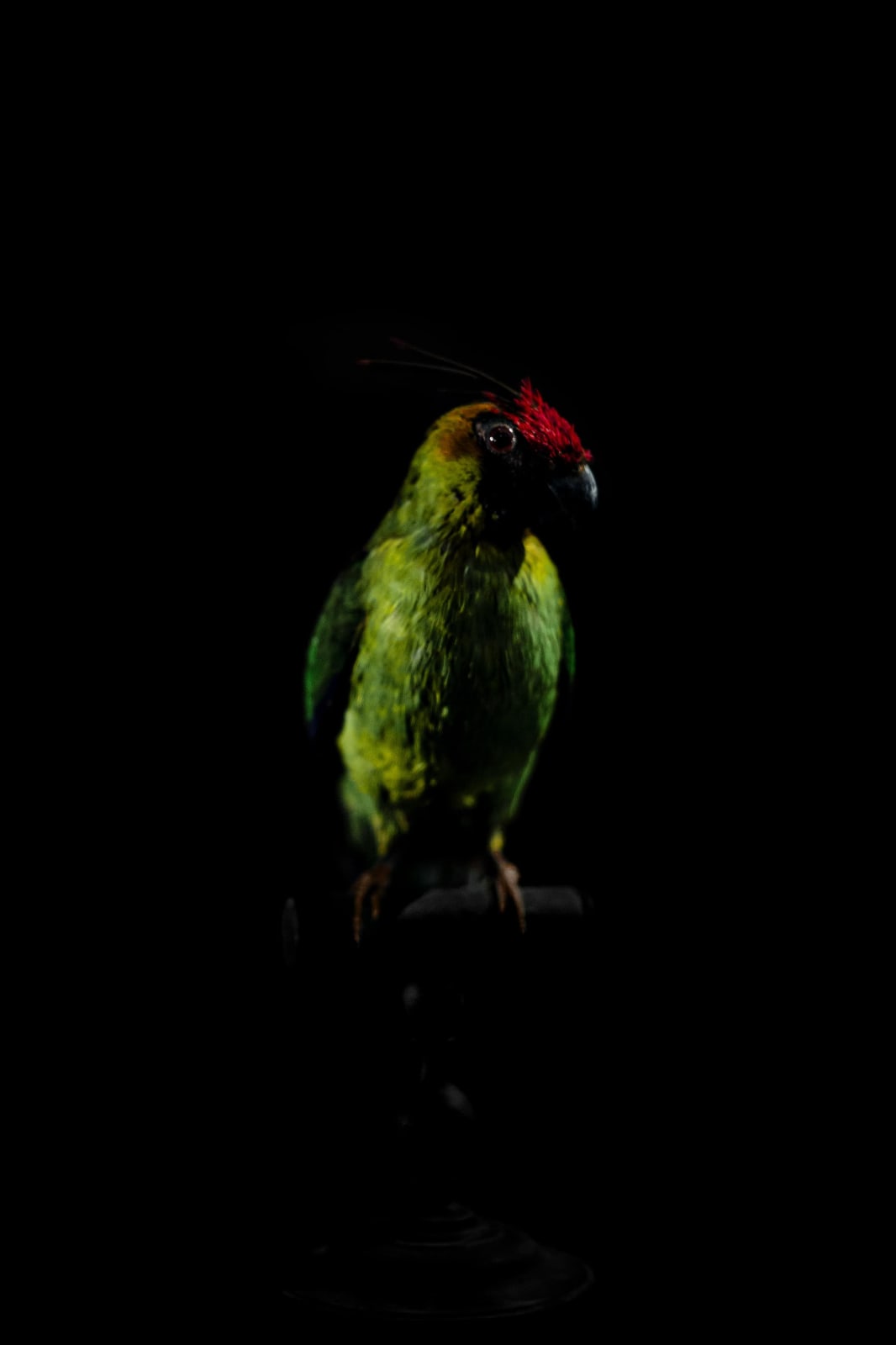Lucas Lenci, Oiseau 63, 2015 - 2019
