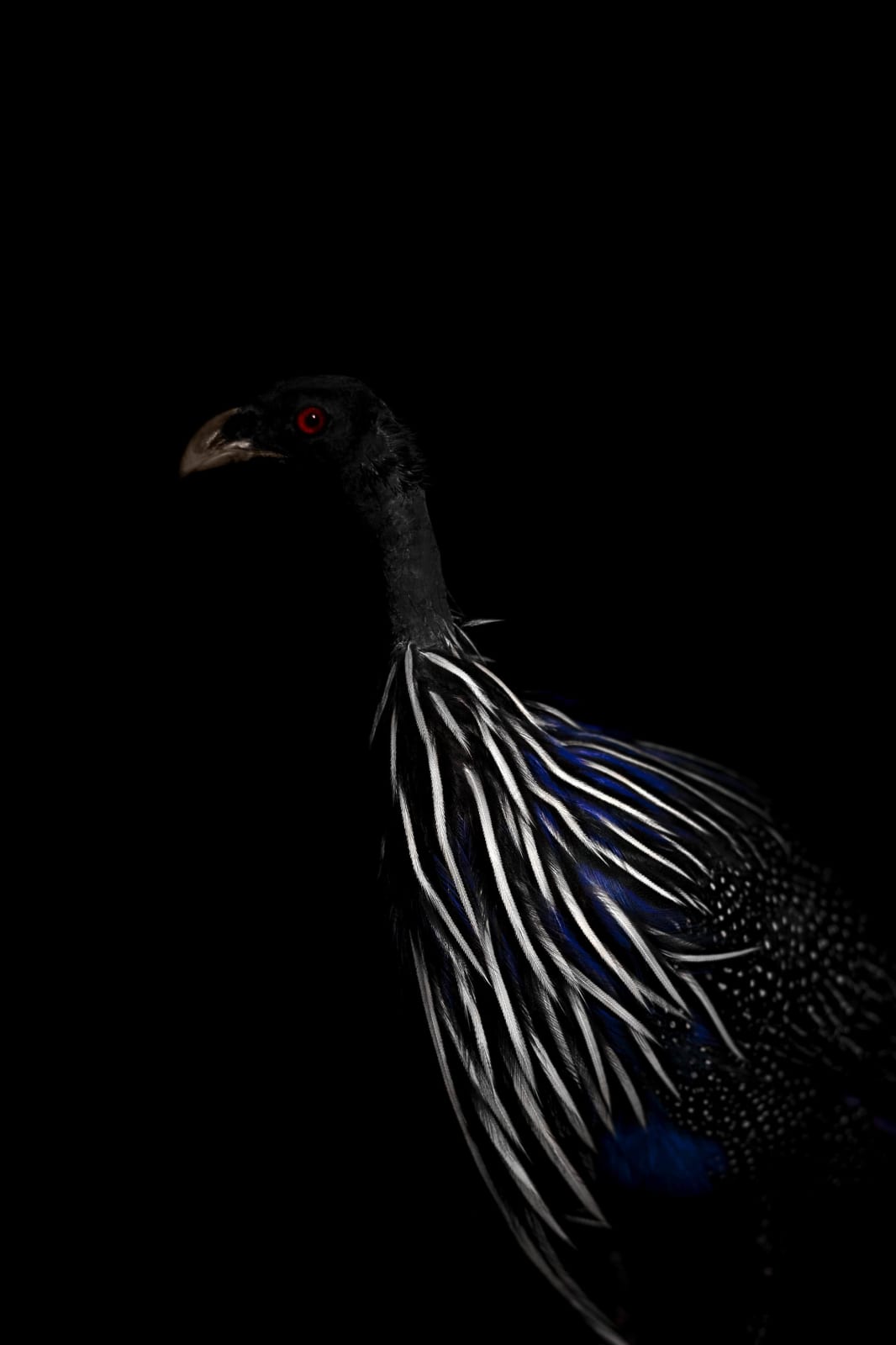 Lucas Lenci, Oiseau 90, 2015 - 2019