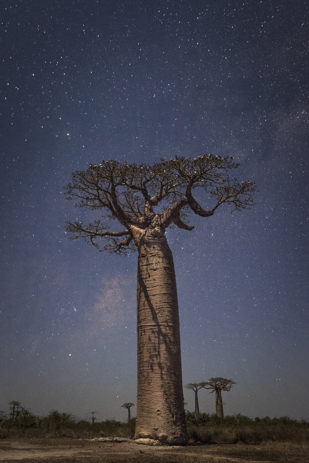 Luciano Candisani, Baobá na noite (vertical), Madagascar, 2019