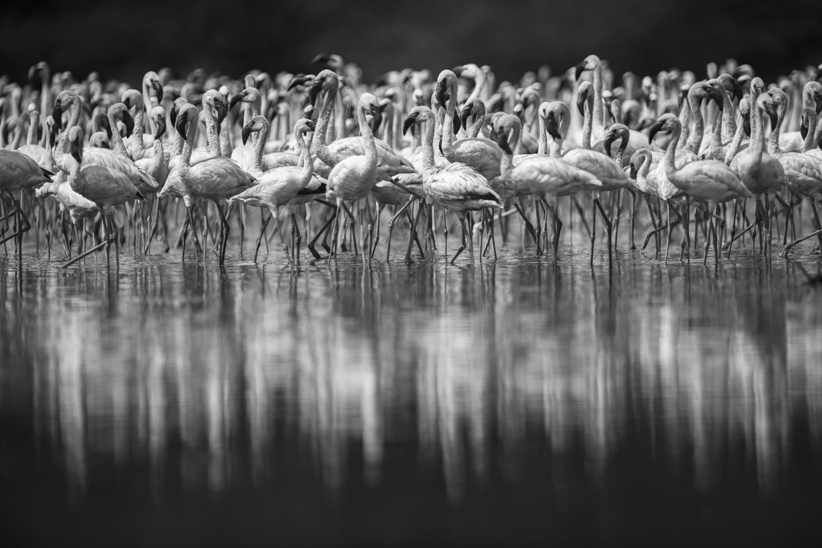 Luciano Candisani, Flamingos, Quênia, 2019
