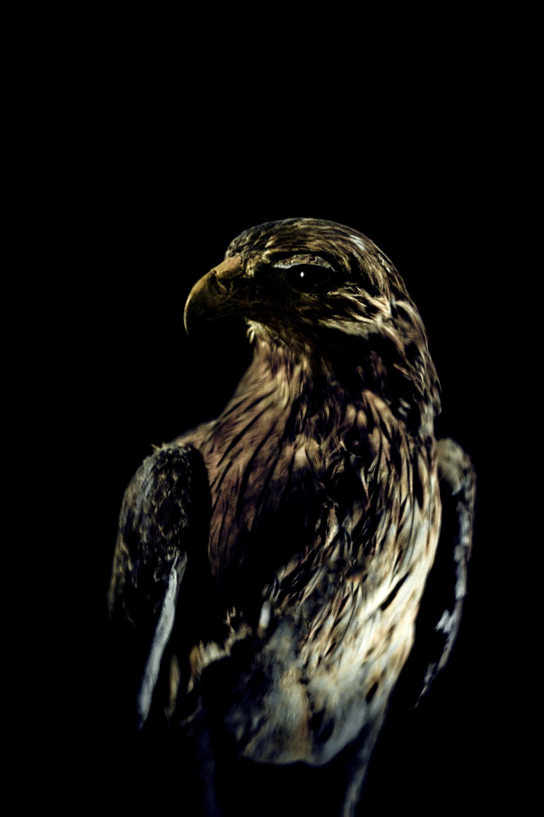Lucas Lenci, Oiseau 69, 2015 - 2019