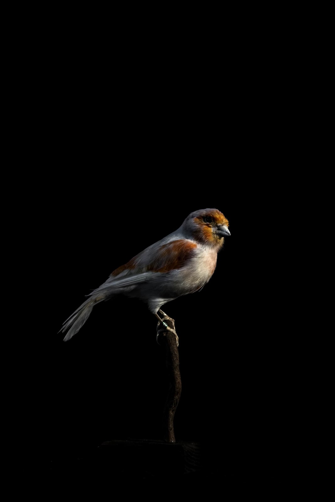 Lucas Lenci, Oiseau 43, 2015 - 2019