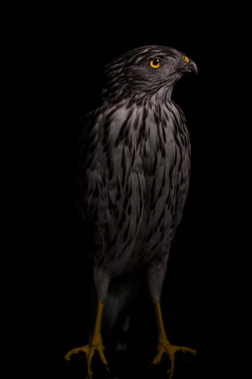 Lucas Lenci, Oiseau 104, 2015 - 2019