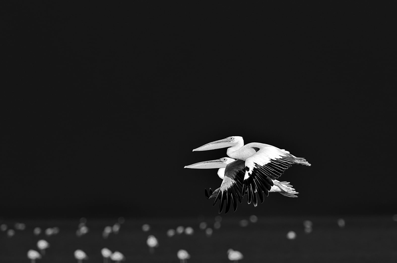 Luciano Candisani, Pelicanos, Tanzânia, 2015
