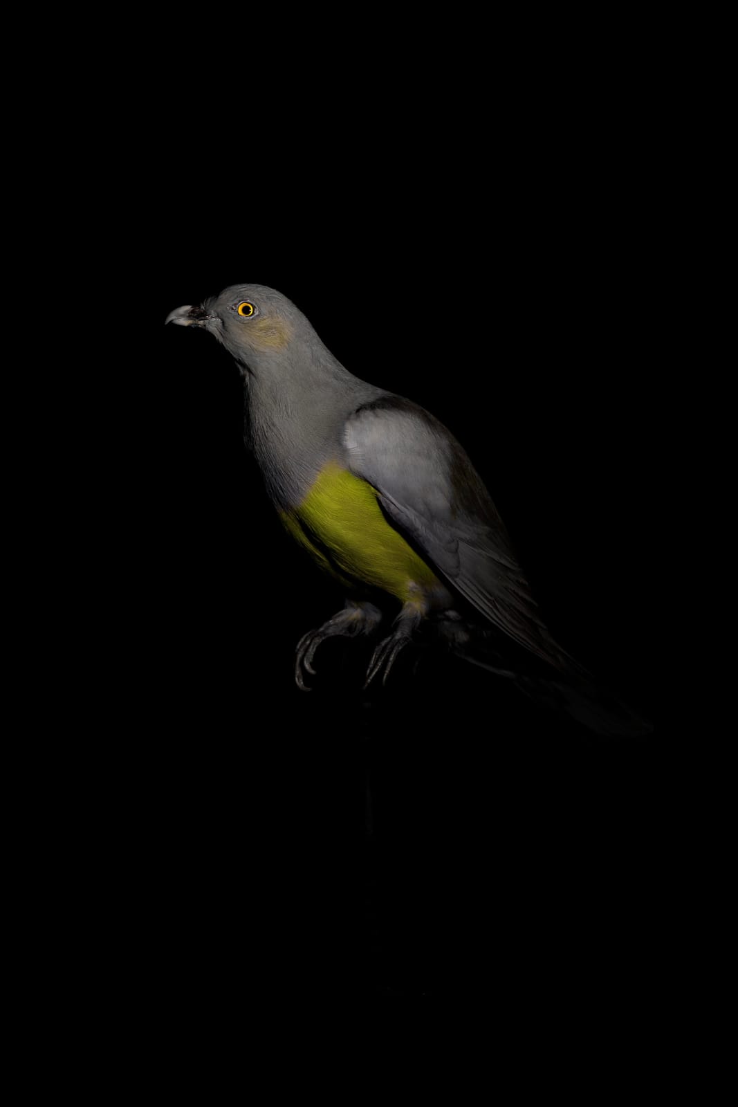 Lucas Lenci, Oiseau 7, 2015 - 2019