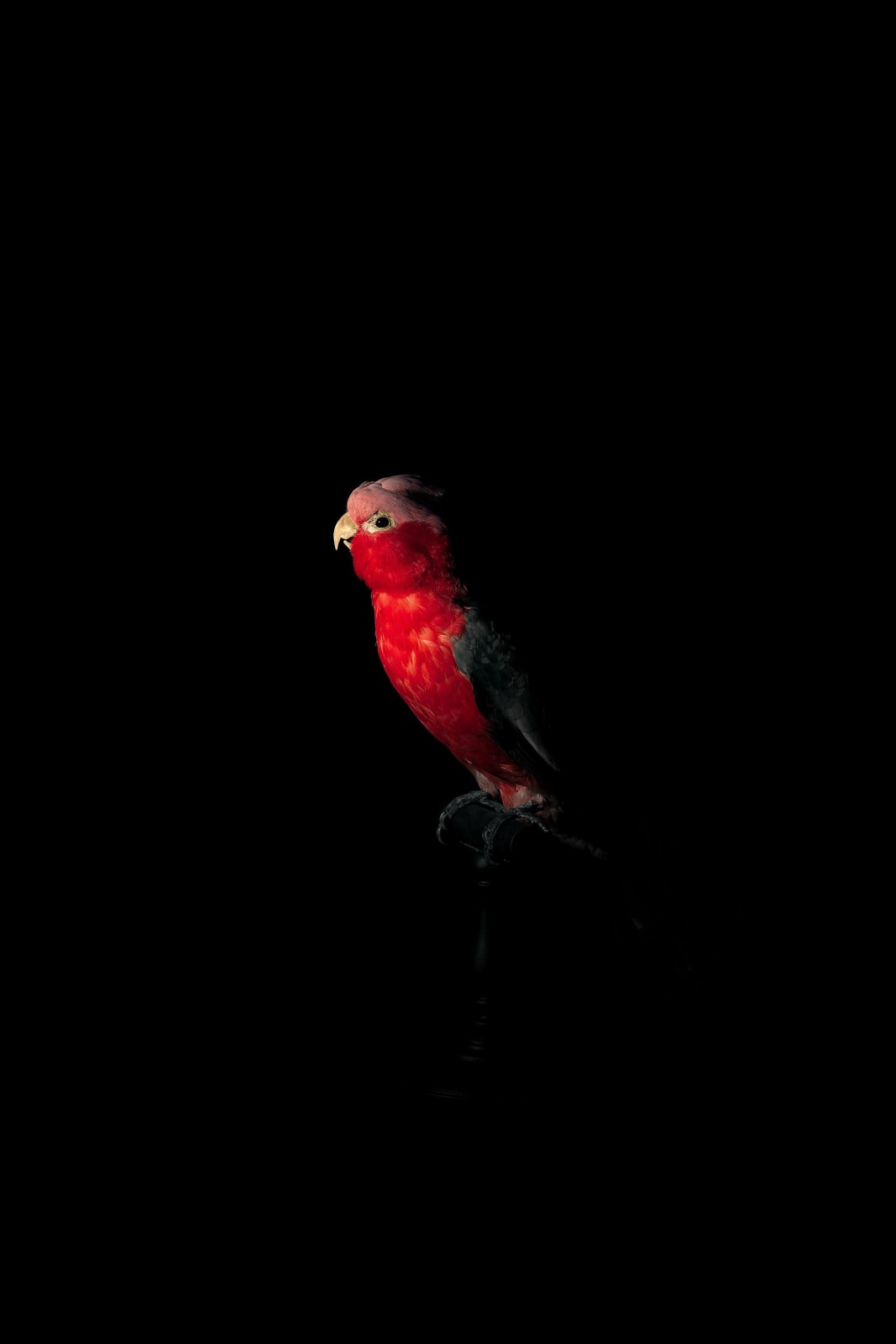 Lucas Lenci, Oiseau 1, 2015 - 2019
