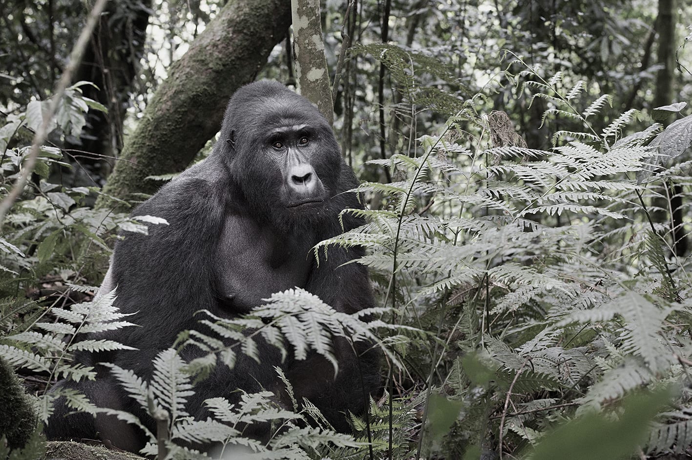 Luciano Candisani, Gorila, Uganda, 2019
