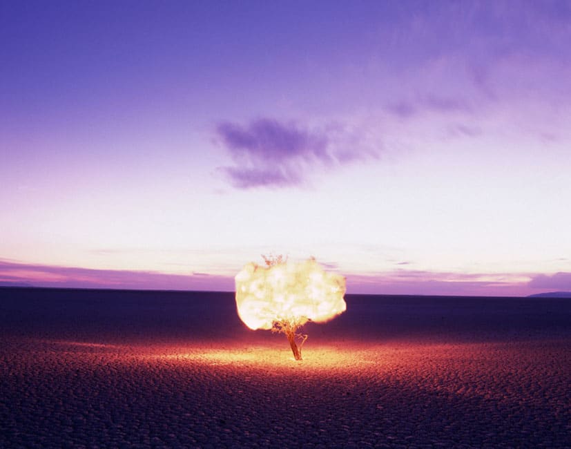 Alfredo de Stefano, Arbol de Luz, 2004