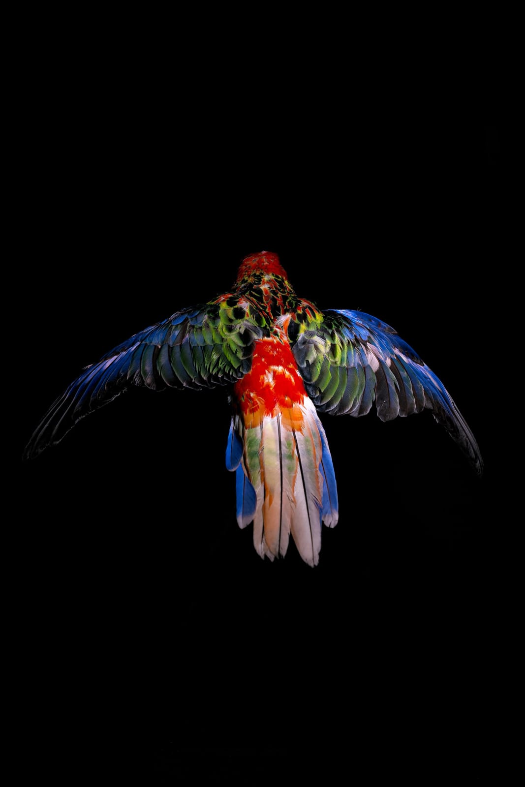 Lucas Lenci, Oiseau 3, 2015 - 2019