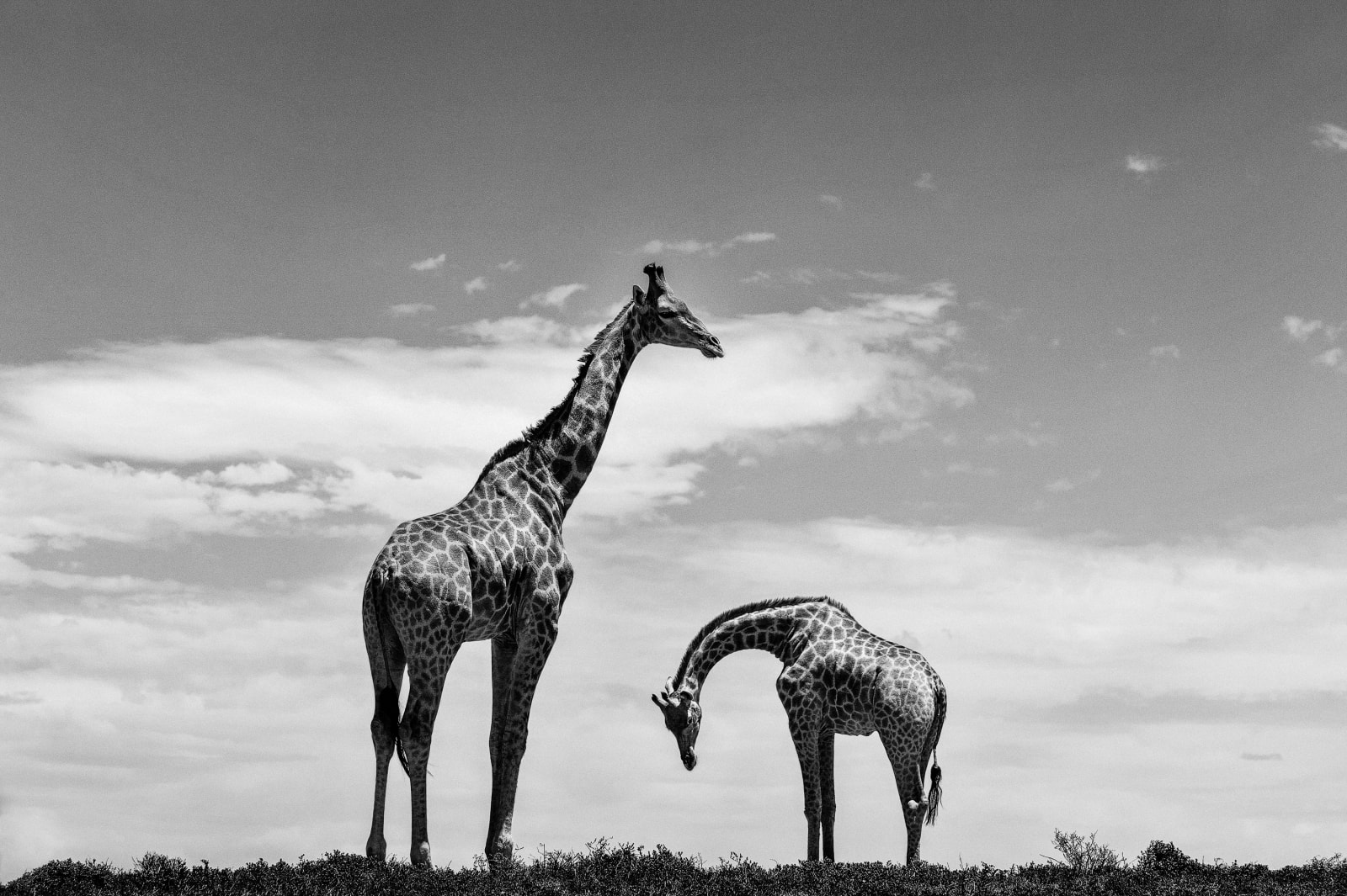 Luciano Candisani, Girafas, 2015