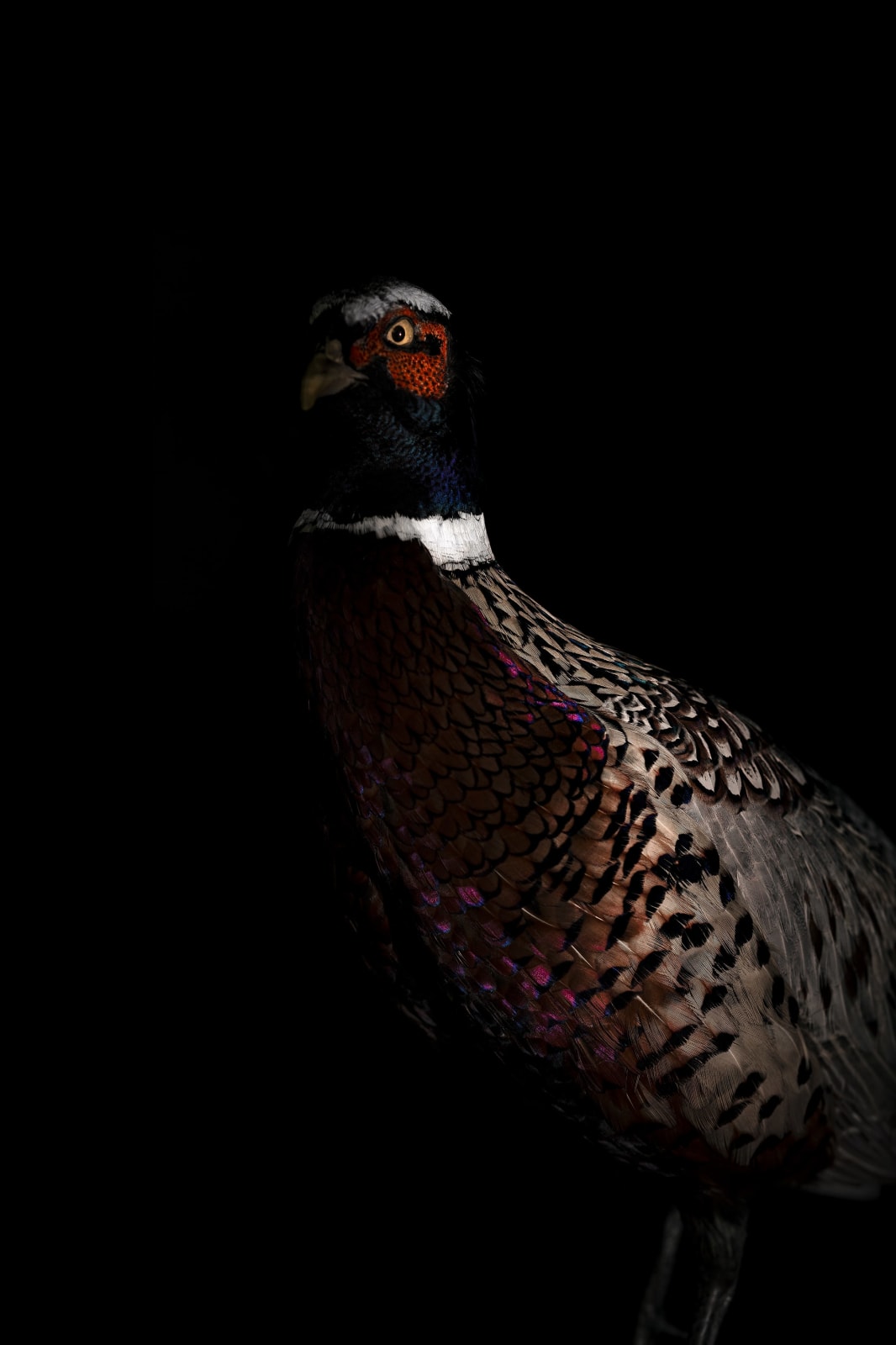 Lucas Lenci, Oiseau 91, 2015 - 2019