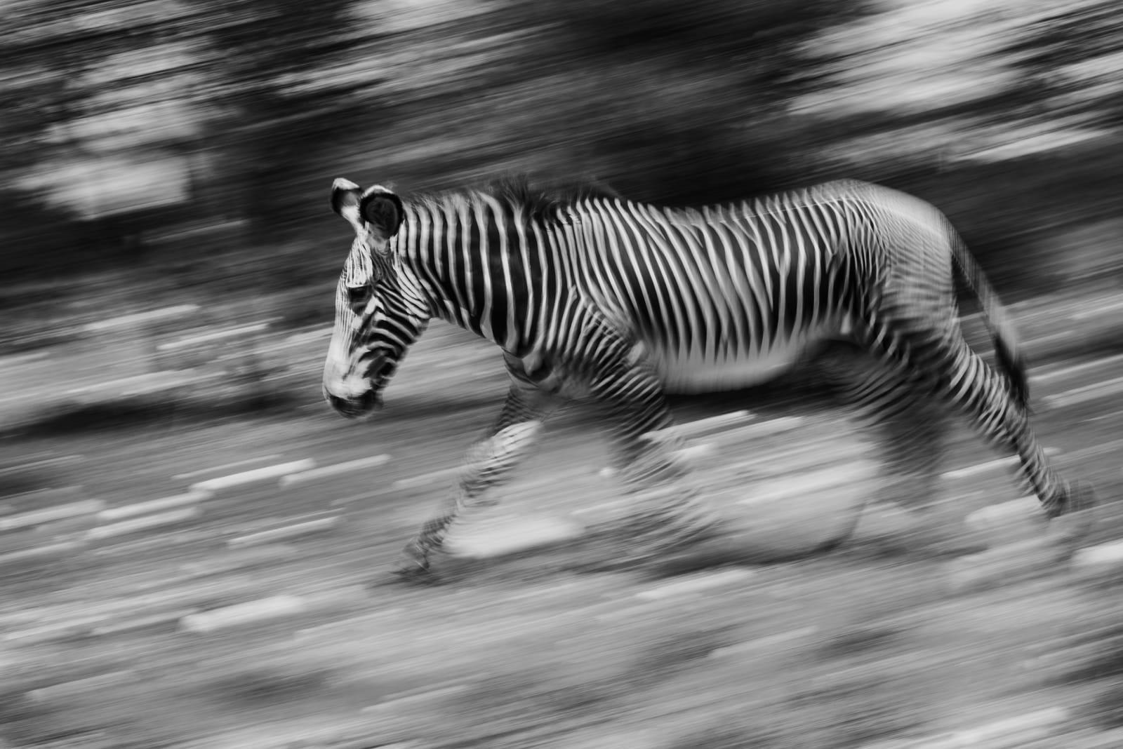Luciano Candisani, Zebra, Quênia, 2019