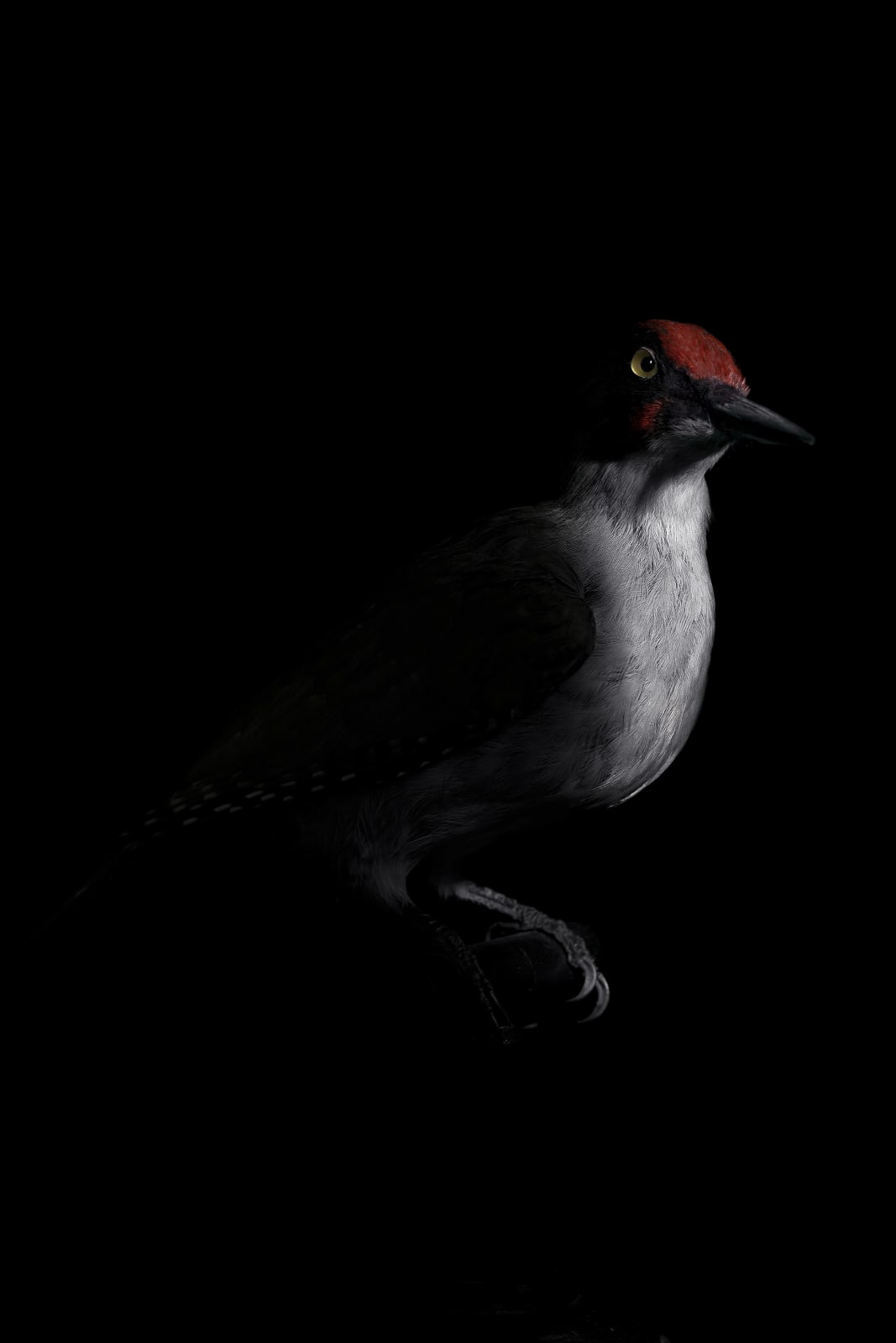 Lucas Lenci, Oiseau 81, 2015 - 2019