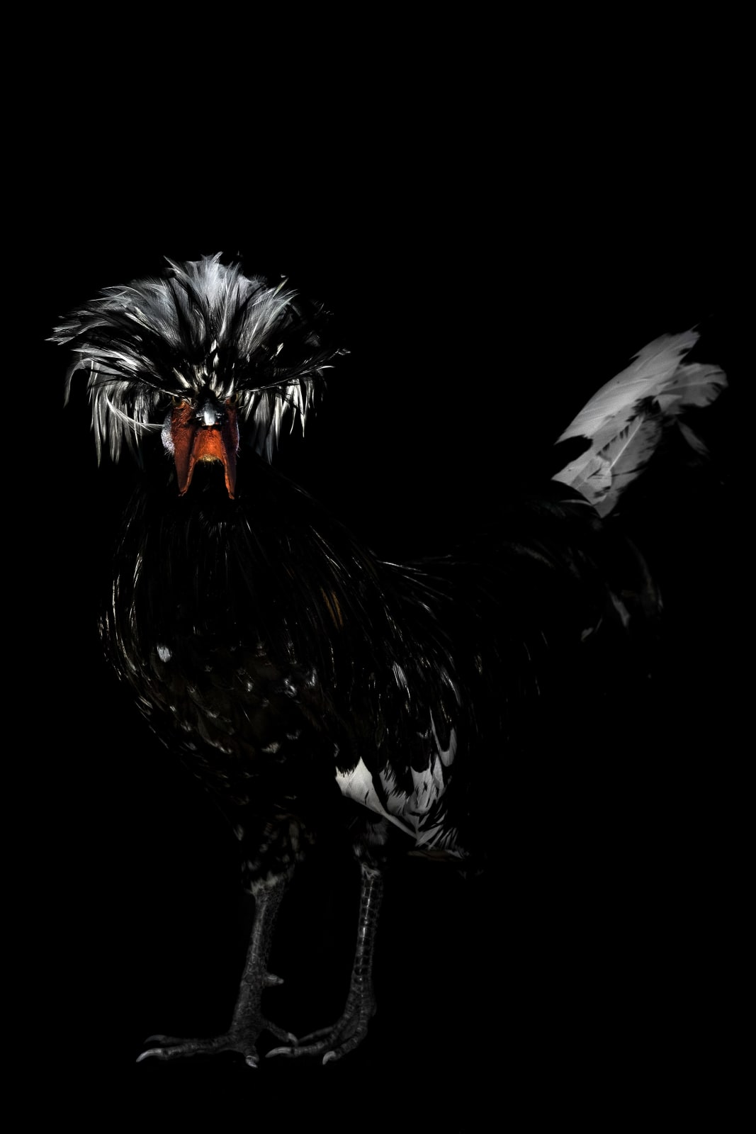 Lucas Lenci, Oiseau 51, 2015 - 2019