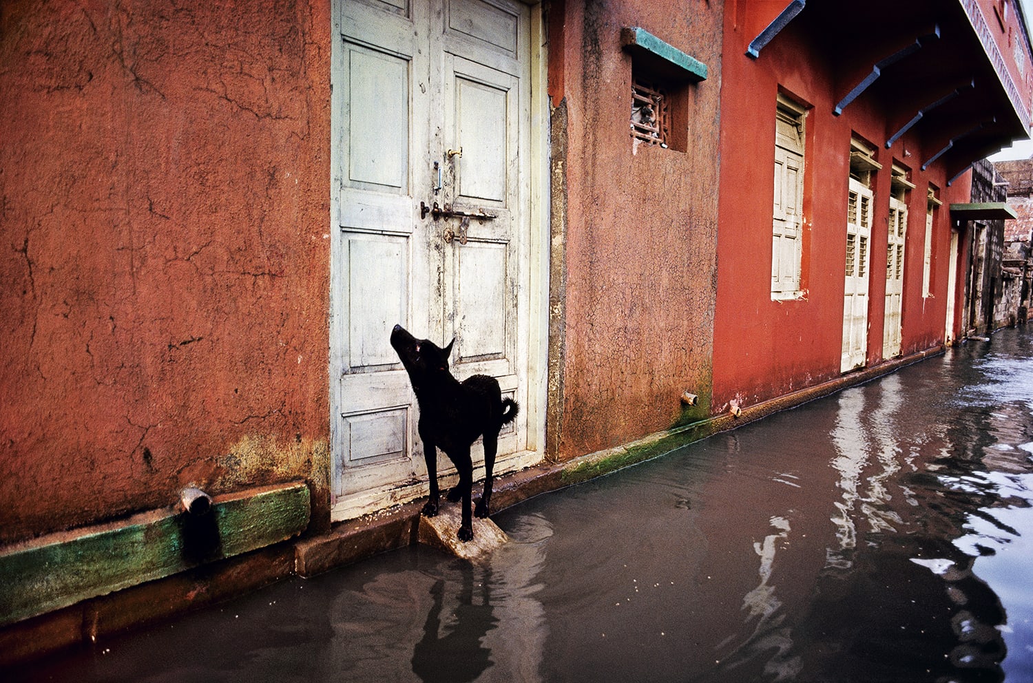 Steve McCurry, Dog in Monsoon. Porbandar, India, 1983